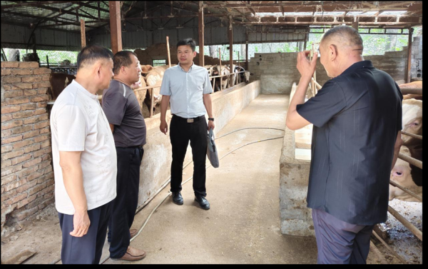 投牛策略 濉溪县百善镇纪委：深入牛场听民声  精准监督促发展_大皖新闻 | 安徽网
